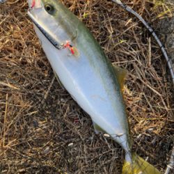 ショアジギングでハマチGET！