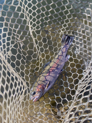 フィシングエリアほのぼの