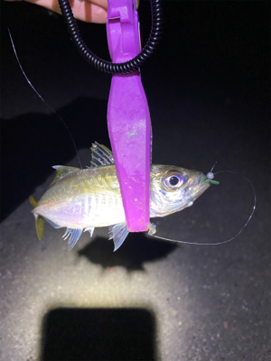 大阪湾奥アジング