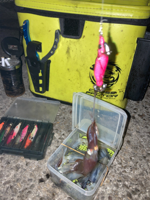 爆風の中ヒイカ釣りσ(^_^;)