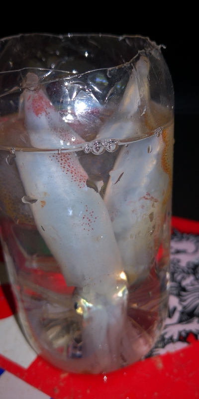 アジング練習 334