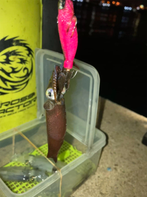 姫路以外でヒイカ調査(^。^)