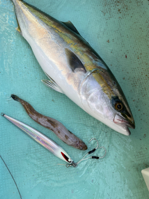 明石沖タチパターンジギング