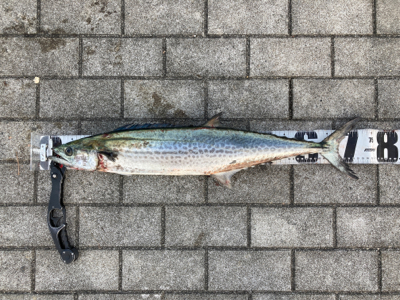 ワンバイト逃すも何とか青い牙1本。。