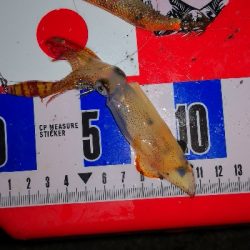 アジング練習　336  バークレーシュラッ…