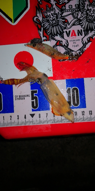 アジング練習　336  バークレーシュラッ…