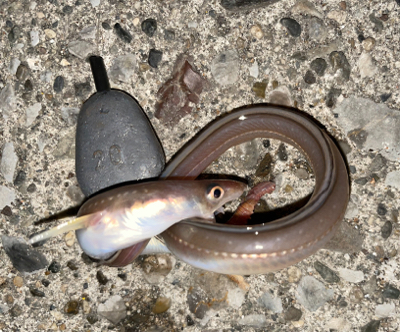 ヒイカ&アナゴ調査