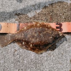千守突堤でカレイ
