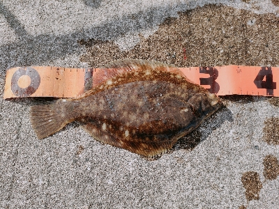 千守突堤でカレイ