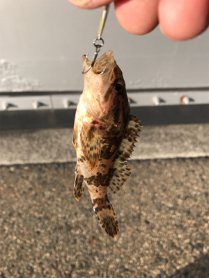 デイメバリング