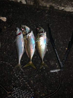 撃腰痛中に釣りに（笑）