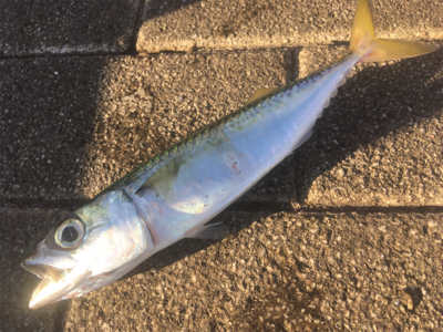 ノマセ、サバのサイズが‥