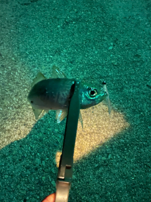 アジングハイシーズン