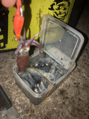 ヒイカはボトムで反応(^。^)