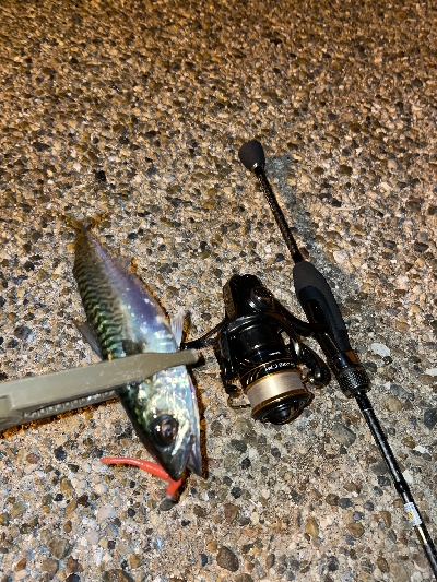 ショアジギング朝練！
