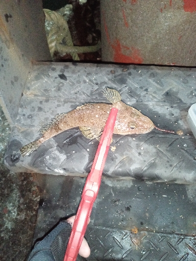 メバリングの筈が