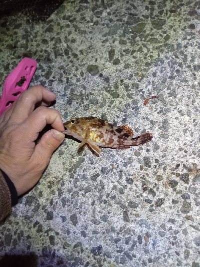 リベンジライトゲーム