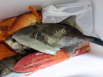 テンヤ五目釣り