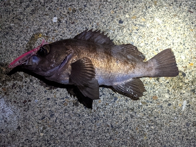 エギングからの…