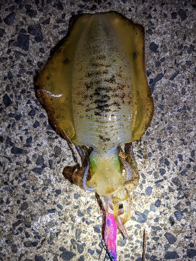 朝マズメ狙いエギング