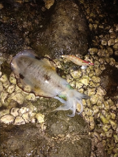 秋のキロアップ