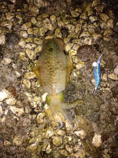 良型揃ってきました！