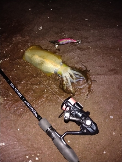 晩秋エギング