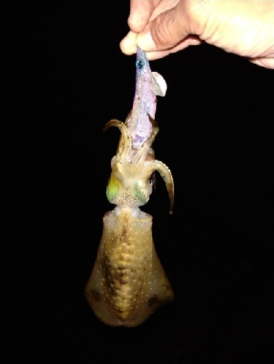 良型来ました！