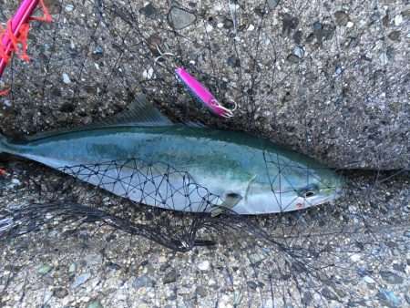 ショアスパルタンぶちまがり