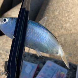 グレ釣りに行ってきました