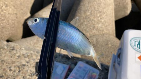 グレ釣りに行ってきました