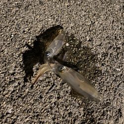 連日のヒイカ釣り