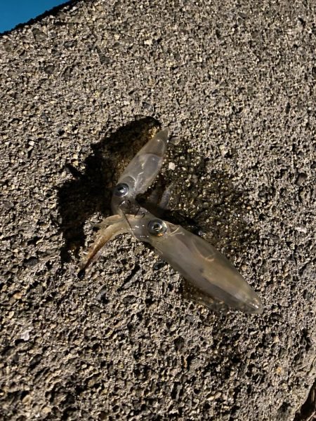 連日のヒイカ釣り