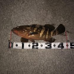 アコウにもダイソーVJ