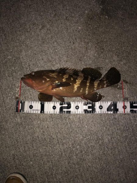 アコウにもダイソーVJ