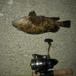 虫ヘッド最強説