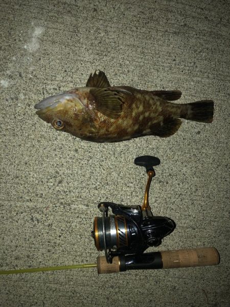 虫ヘッド最強説