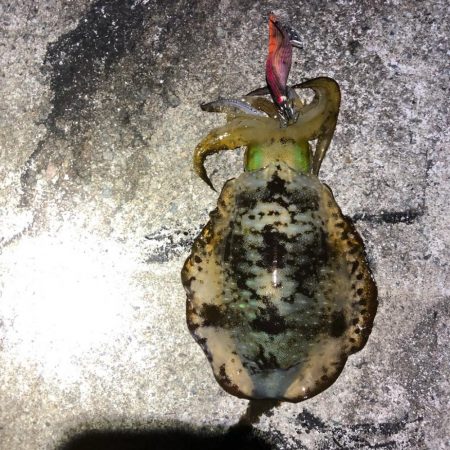 2021 佐渡ヶ島エギング 34回目