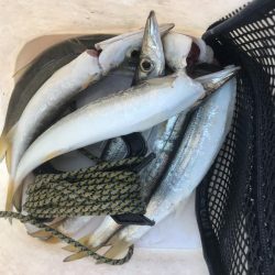 朝マズメのカマス釣り