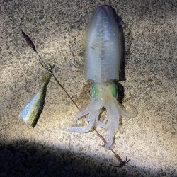 今年秋イカ初ヤエンでキロアップ