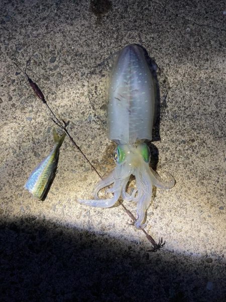 今年秋イカ初ヤエンでキロアップ