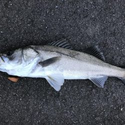 九頭龍シーバスアングラーとしてのプライド！！