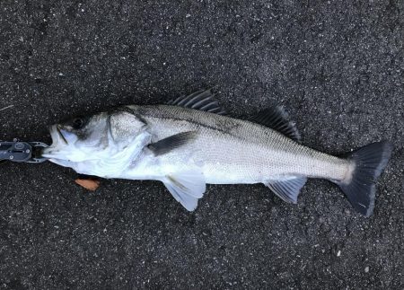 九頭龍シーバスアングラーとしてのプライド！！