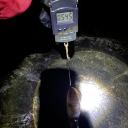 アオリイカ　まずまずの545g⭐︎