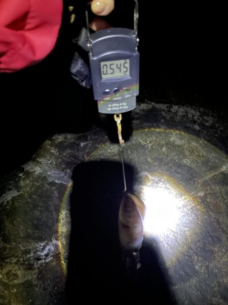 アオリイカ　まずまずの545g⭐︎