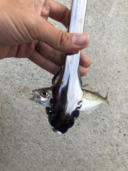 アジング　新規開拓