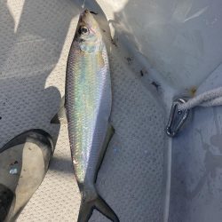 久しぶりの牛窓沖