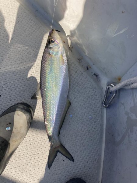 久しぶりの牛窓沖