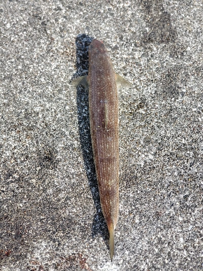 ショアジギング終盤の牙一族。