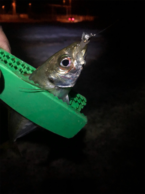 小アジ爆釣するも、中アジは不在…